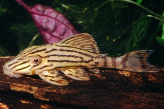 Panaque cf. armbrusteri`tocantins` Panaque cf. armbrusteri`tocantins`